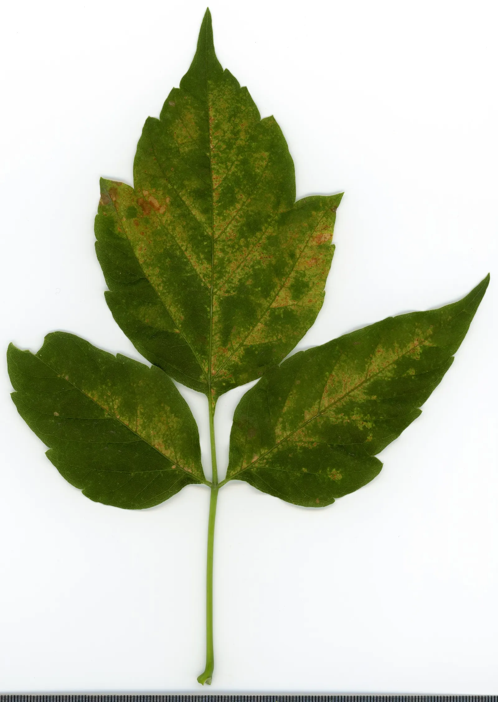 Box Elder (Acer Negundo) — Notorious for its adaptability
