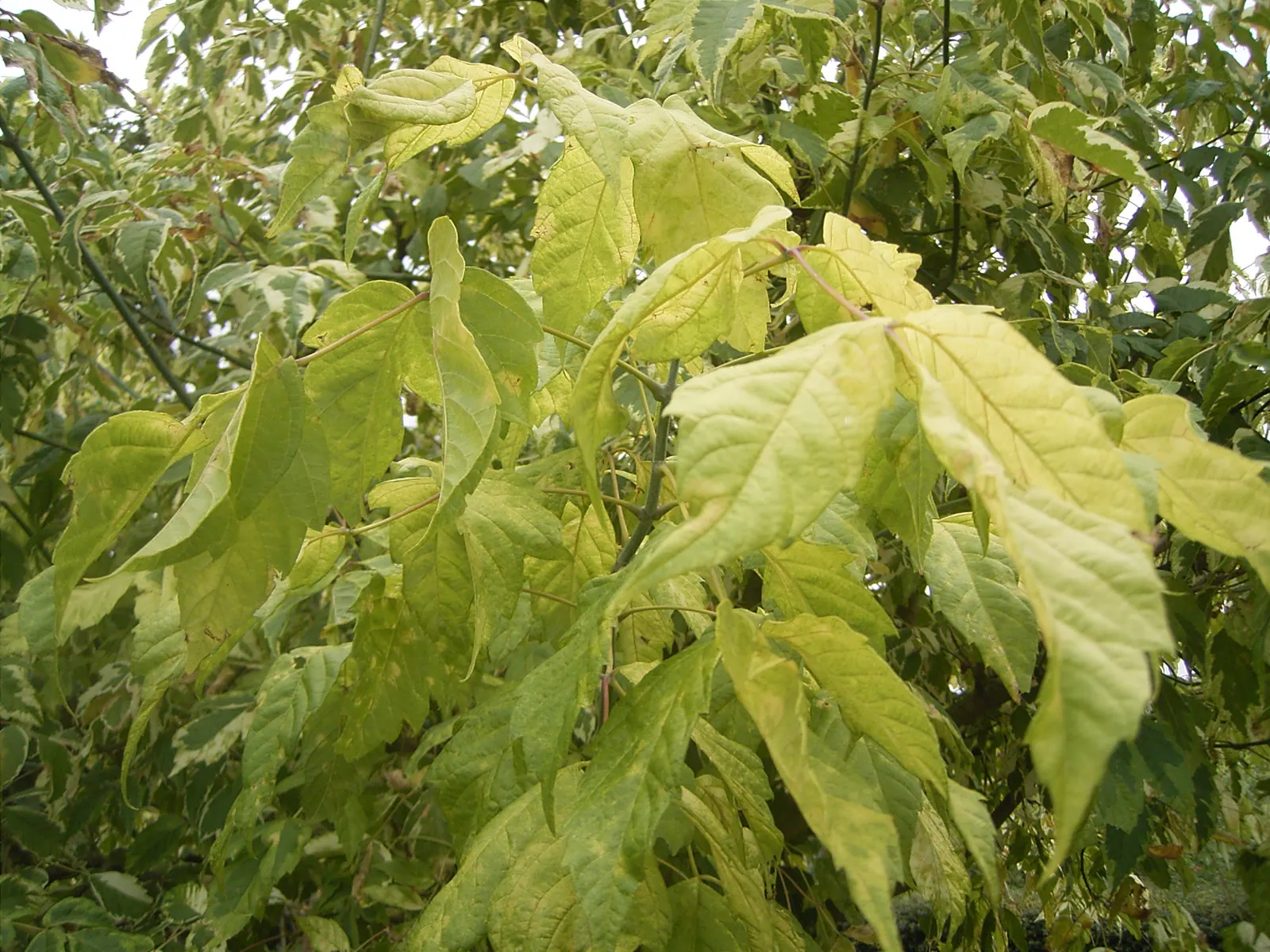 Box Elder (Acer Negundo) — and turn to a yellowish tone come fall.<br><br>Native to the central and eastern United States; it prefers full sun to partial shade