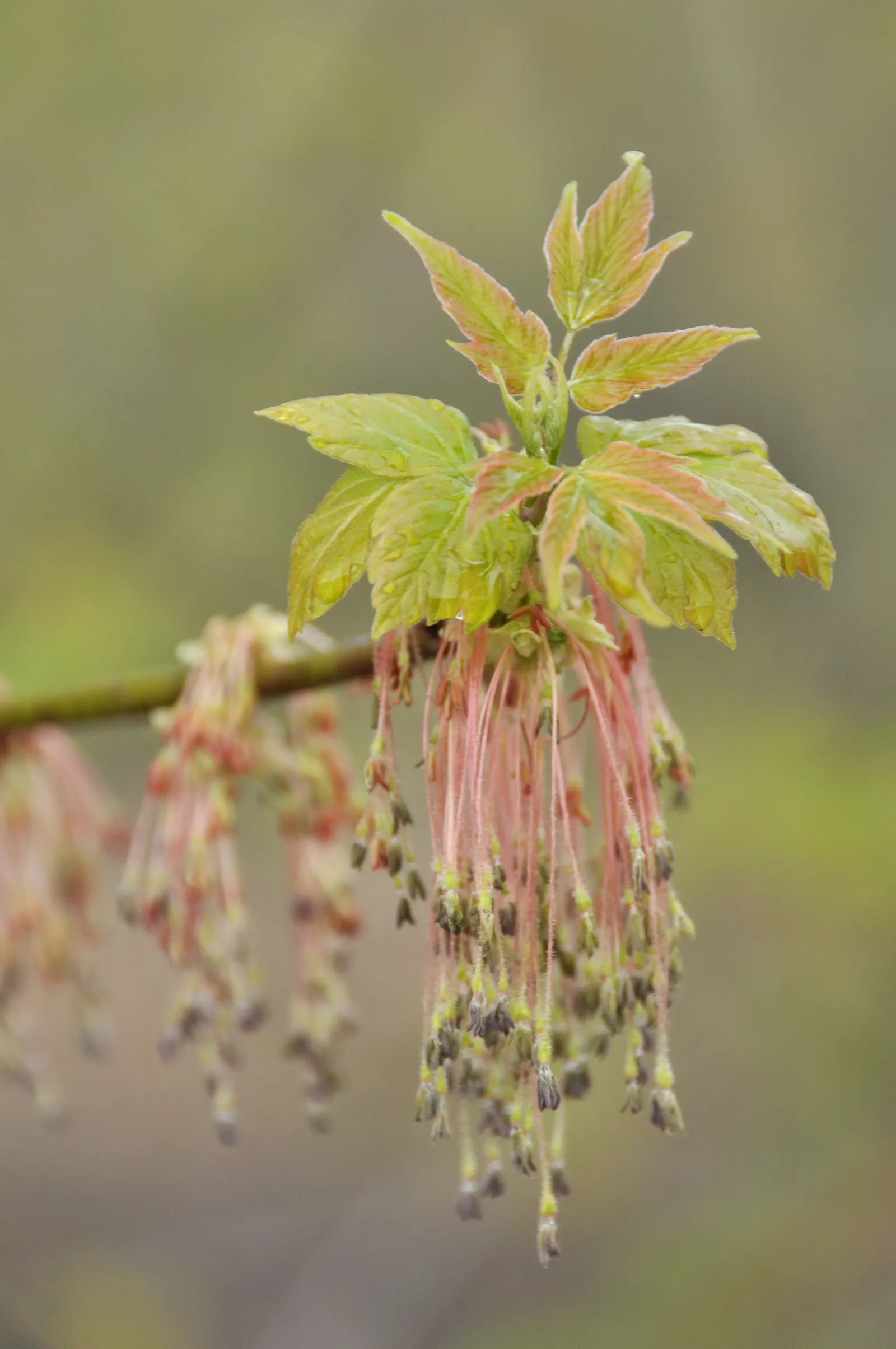 Box Elder (Acer Negundo) — stands as a deciduous tree offering a dynamic presence in any garden or landscape design; acer negundo, or Box Elder, is a