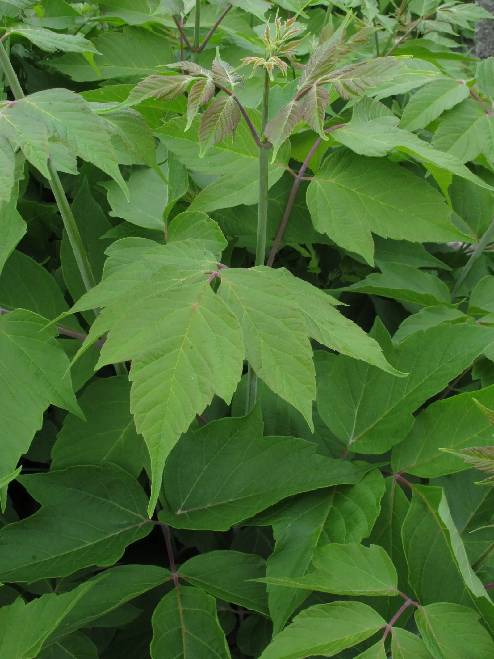 Box Elder (Acer Negundo) — Notorious for its adaptability; which makes it suitable for various landscape scenarios, image 81