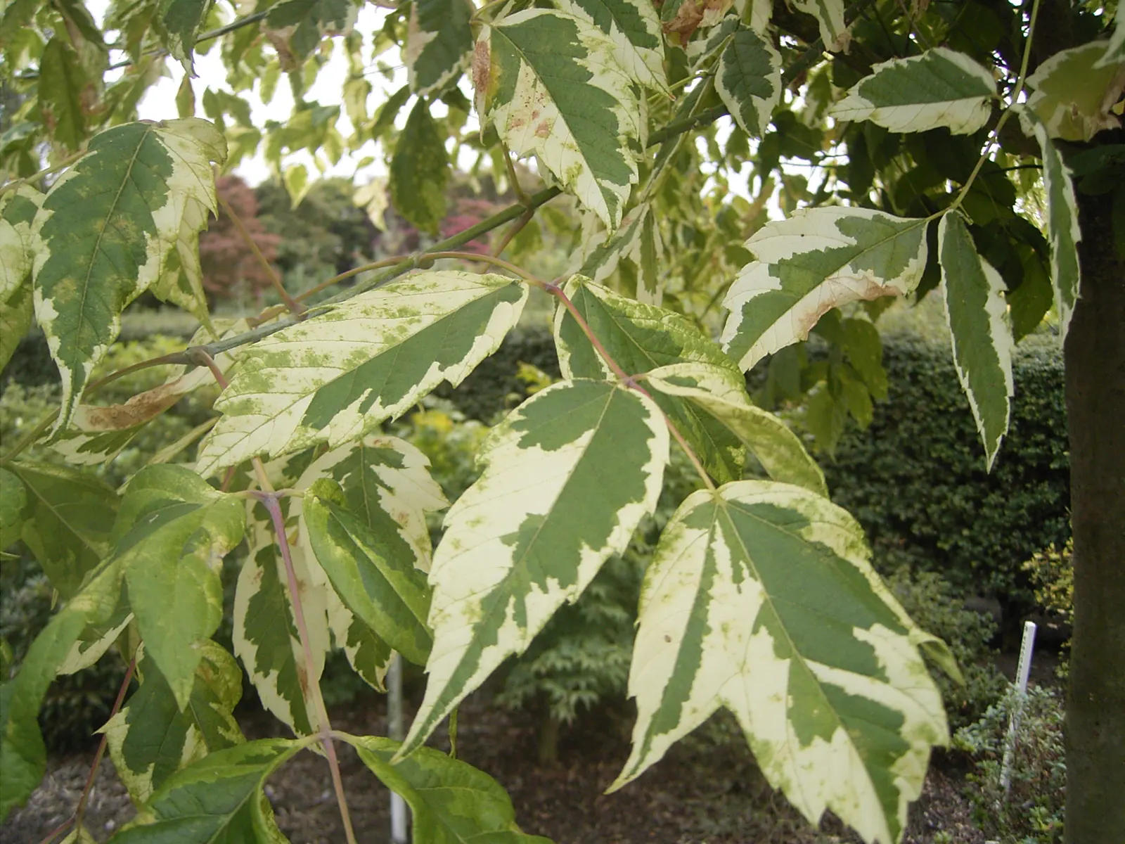 Box Elder (Acer Negundo) — It features pinnately compound leaves and is dioecious, with yellow-green flowers