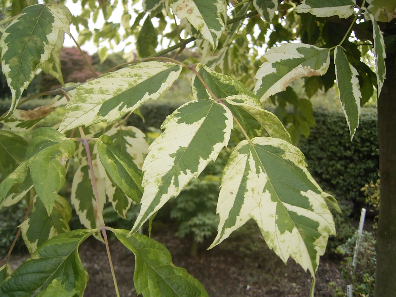 Box Elder (Acer Negundo) — it can reach a height ranging between 30 to 50 feet; stands as a deciduous tree offering a dynamic presence in any garden or