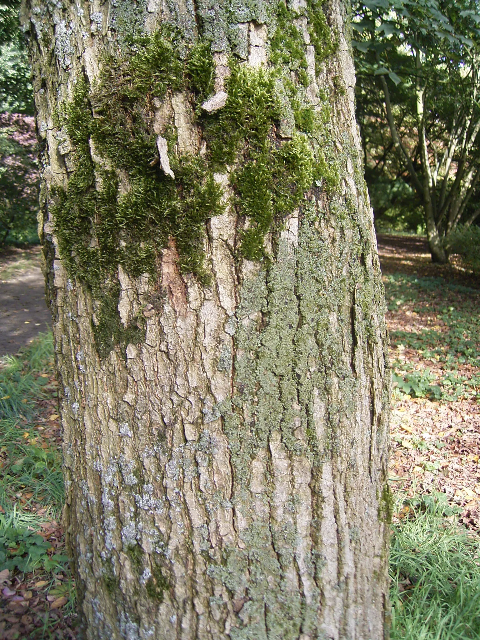 Box Elder (Acer Negundo) — tree for full or half