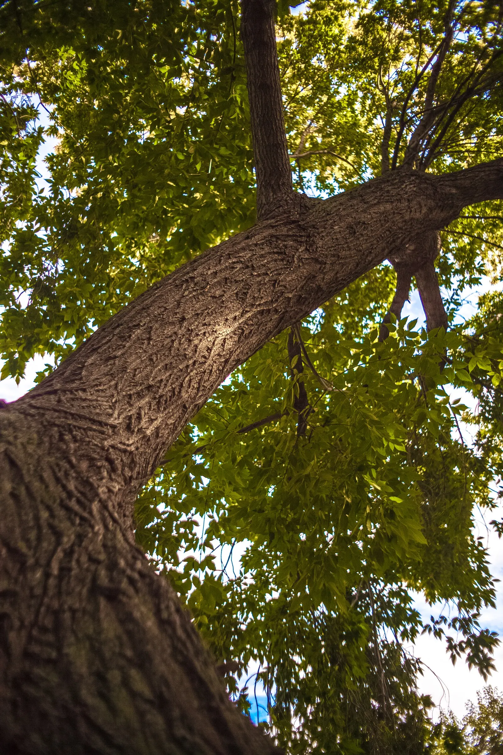 Box Elder (Acer Negundo) — with a spread of 20-40 ft