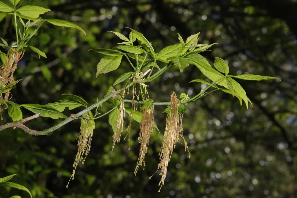 Box Elder (Acer Negundo) — consisting of 3-7 leaflets that radiate emotion with their bright green hue in spring; with a similarly wide canopy spread lending