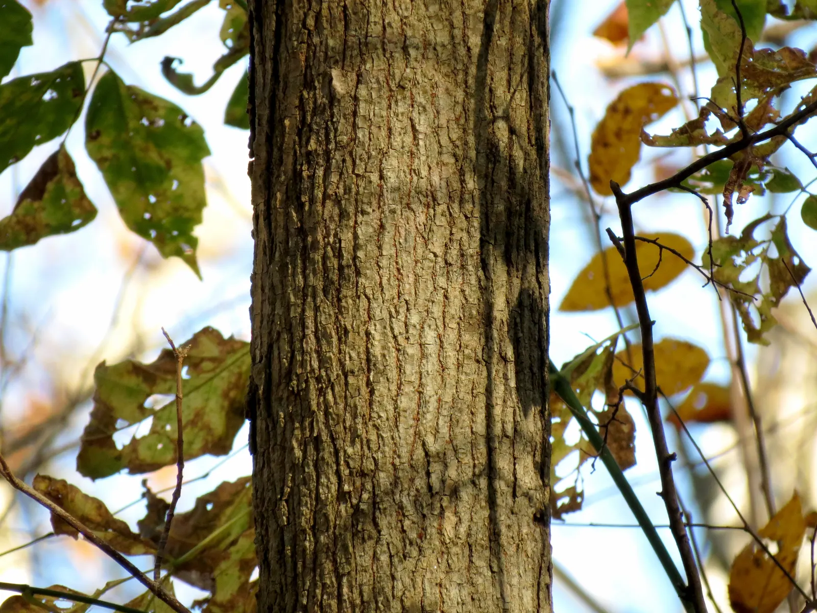 Box Elder (Acer Negundo) — demonstrating a high level of adaptability; and withstands urban pollution