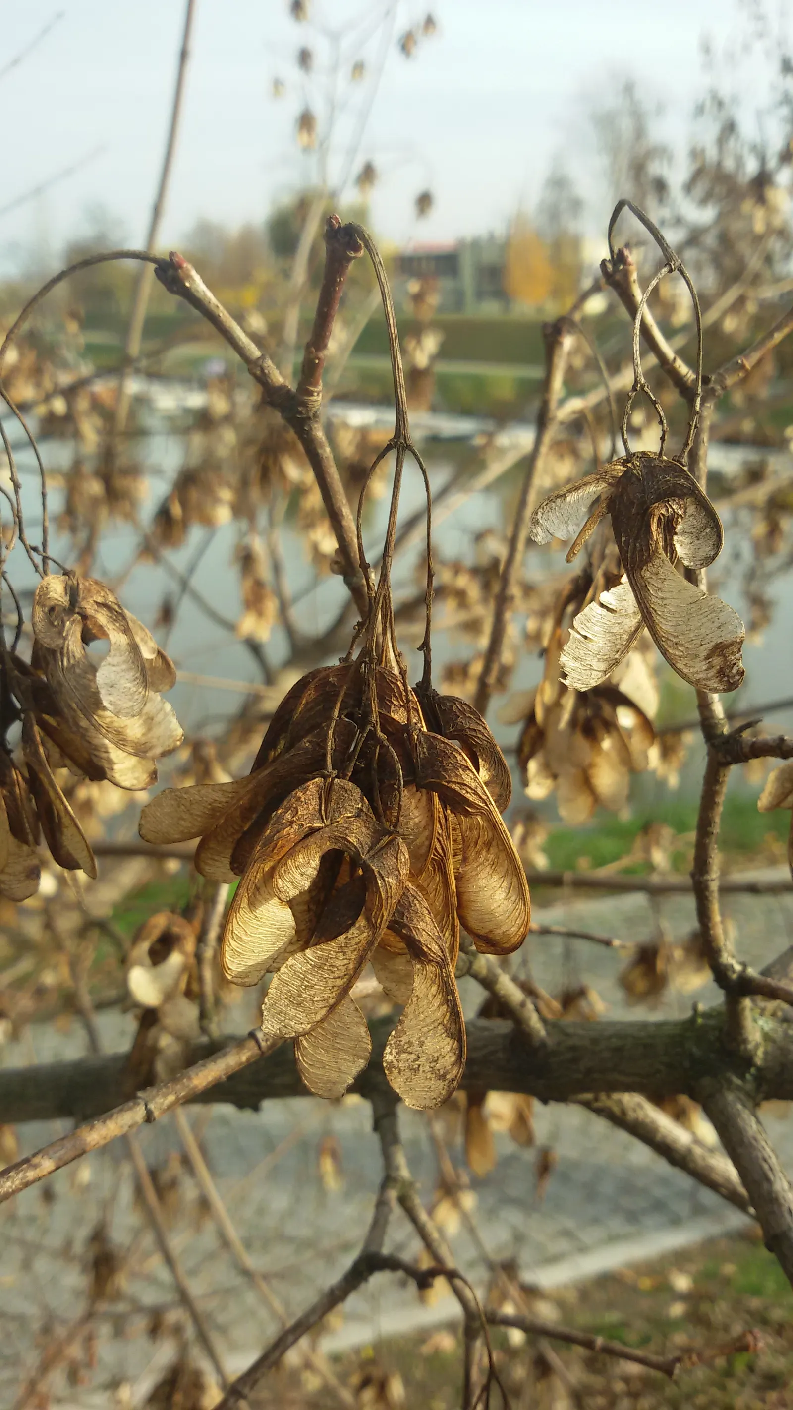 Box Elder (Acer Negundo) — This tree is known for its pinnately compound leaves; and it's susceptible to breakage from strong winds or heavy snow, image 89