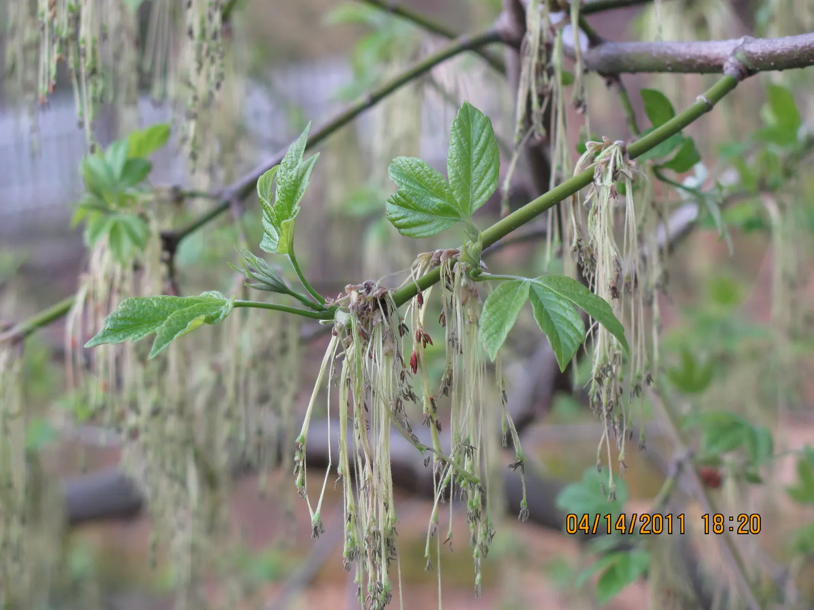 Box Elder (Acer Negundo) — It prefers full sun to partial shade and can tolerate a wide array of soil conditions; a trait divergent from the typical palmate