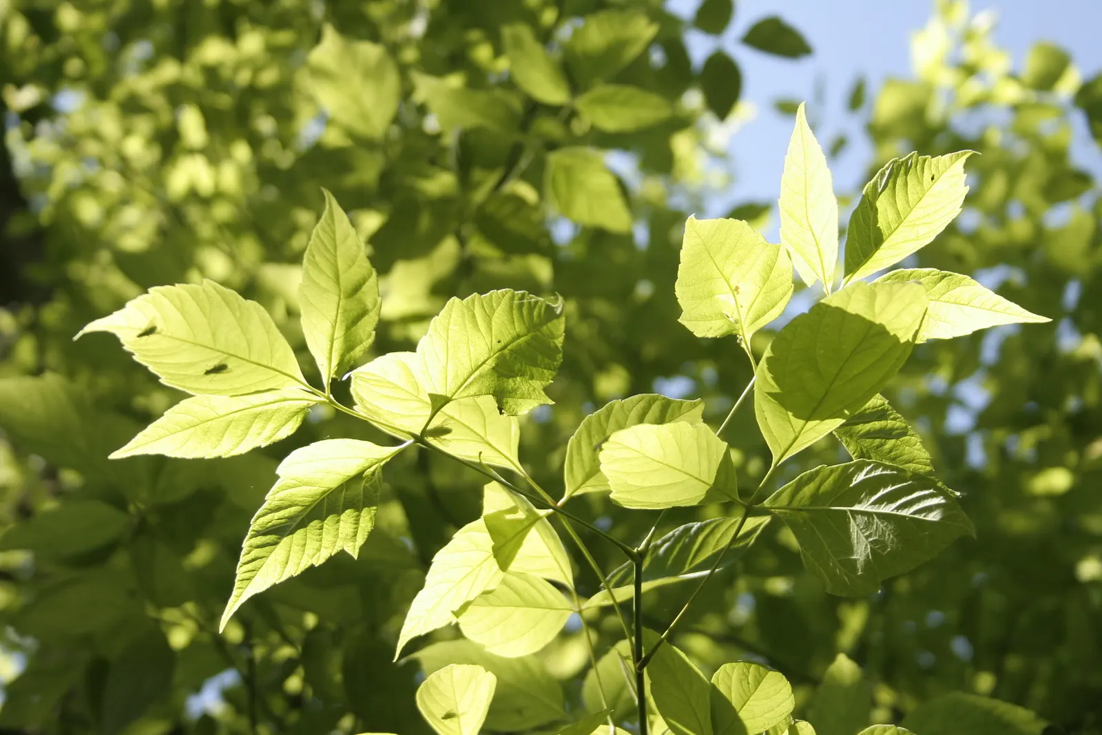 Box Elder (Acer Negundo) — Notorious for its adaptability; which makes it suitable for various landscape scenarios