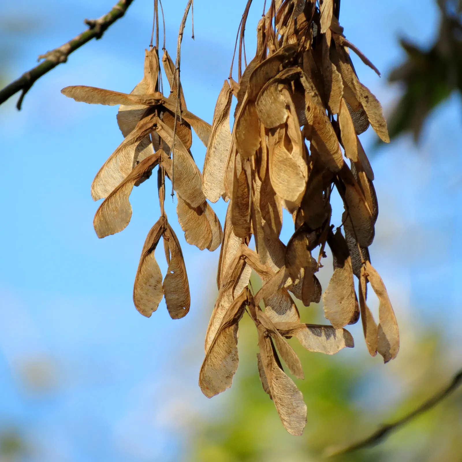 Box Elder (Acer Negundo) — a trait divergent from the typical palmate foliage of other maples; notorious for its adaptability, image 90