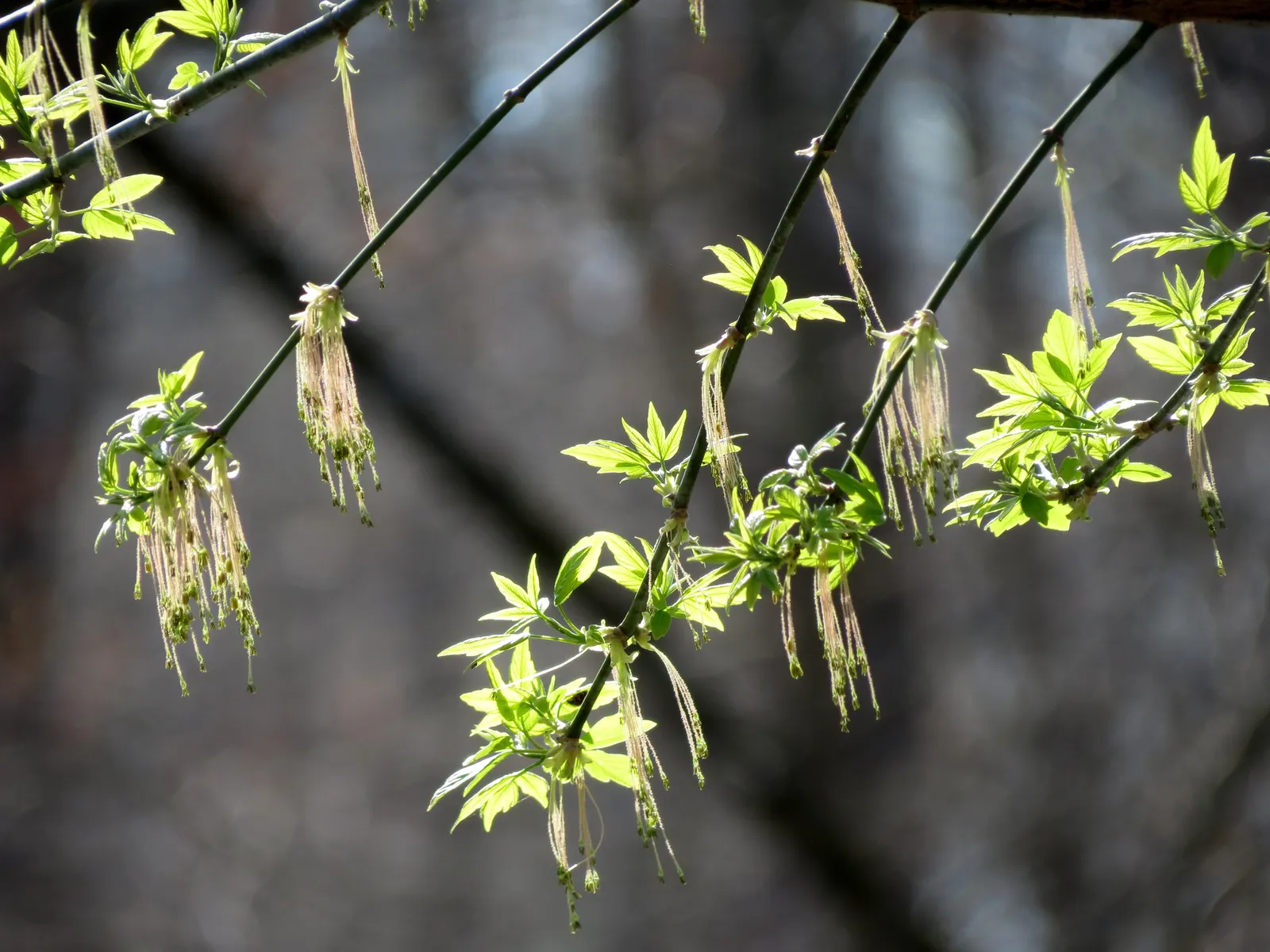 Box Elder (Acer Negundo) — and withstands urban pollution; it features pinnately compound leaves and is dioecious, with yellow-green flowers, image 83