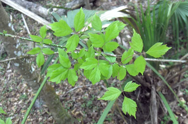 Box Elder (Acer Negundo) — with a similarly wide canopy spread lending it a stout and robust silhouette; the Box Elder flourishes in hardiness, image 88