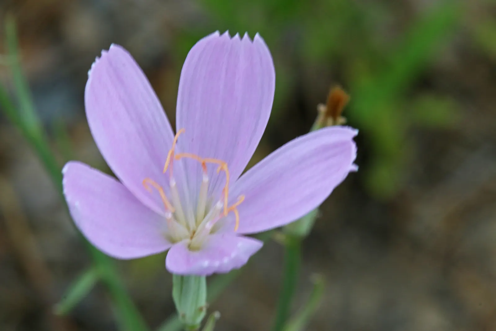 Box Elder (Acer Negundo) — be aware that the Box Elder can become weedy due to its prolific seed production; and turn to a yellowish tone come, image 73