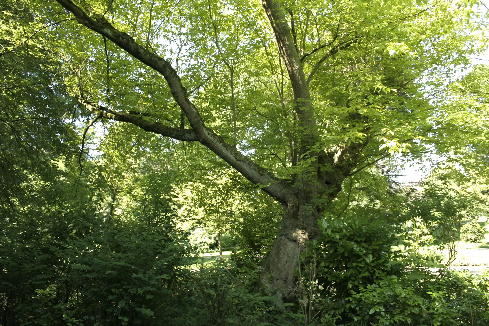 Box Elder (Acer Negundo) — which makes it suitable for various landscape scenarios; the tree's growth rate is notably fast