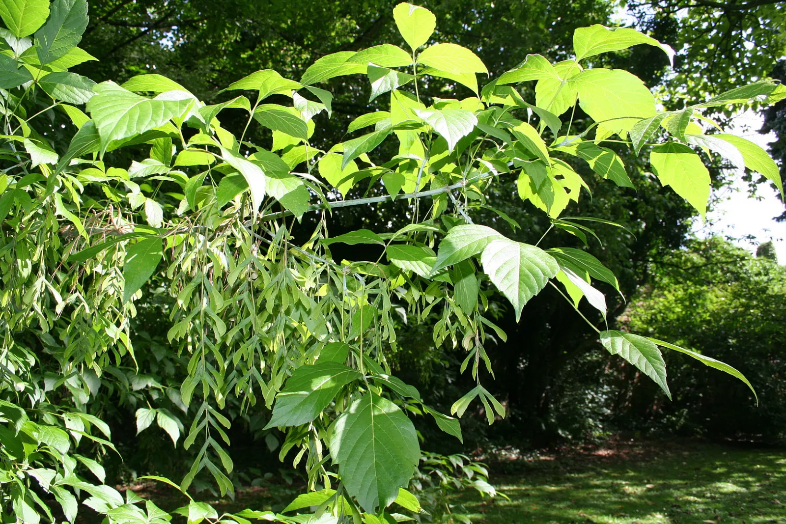 Box Elder (Acer Negundo) — Regular pruning may be necessary to maintain its structural integrity and aesthetic form