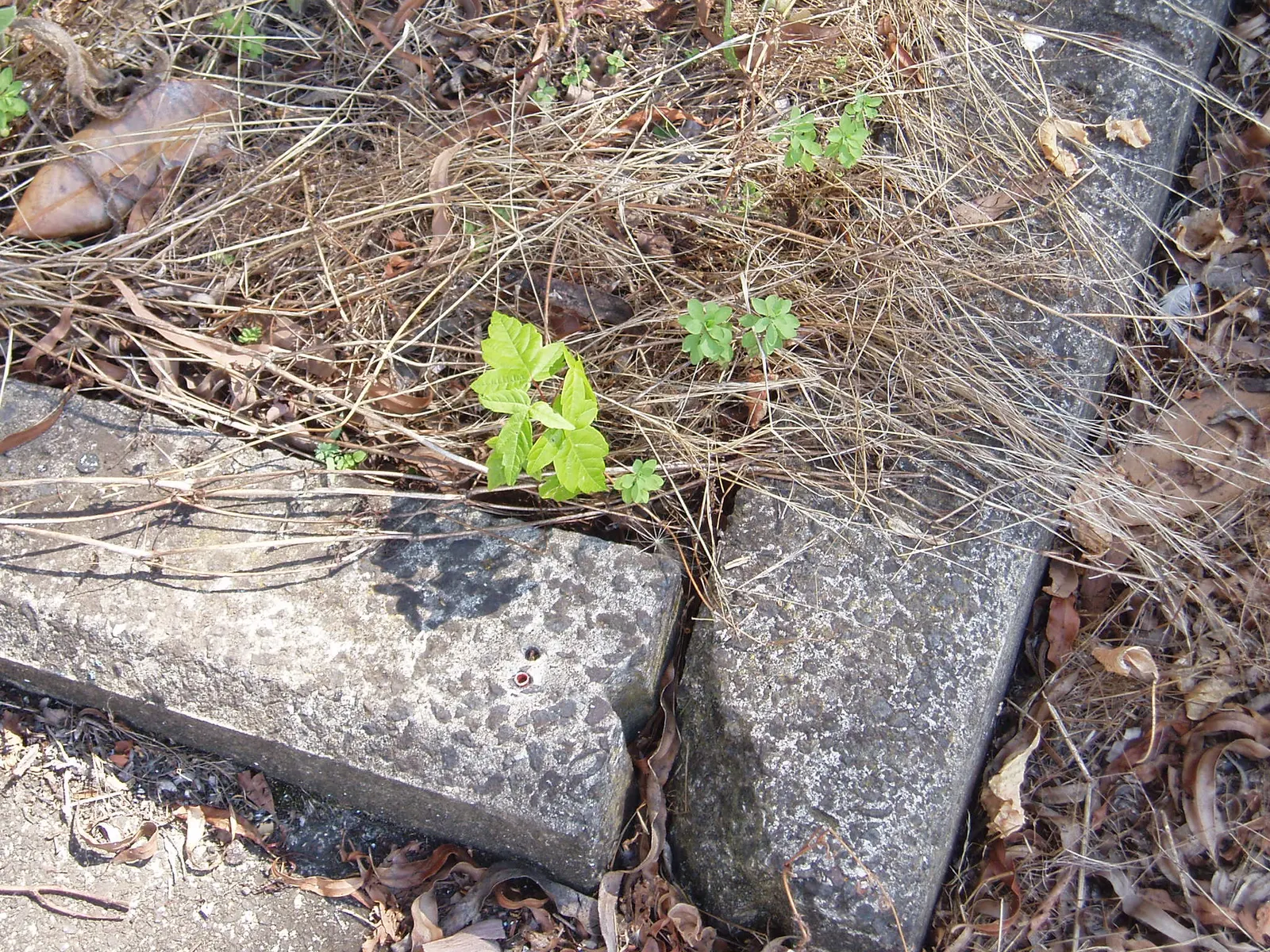 Box Elder (Acer Negundo) — often earning it a place in designs when rapid coverage or shade is desired.<br><br>However; scientifically named Acer negundo