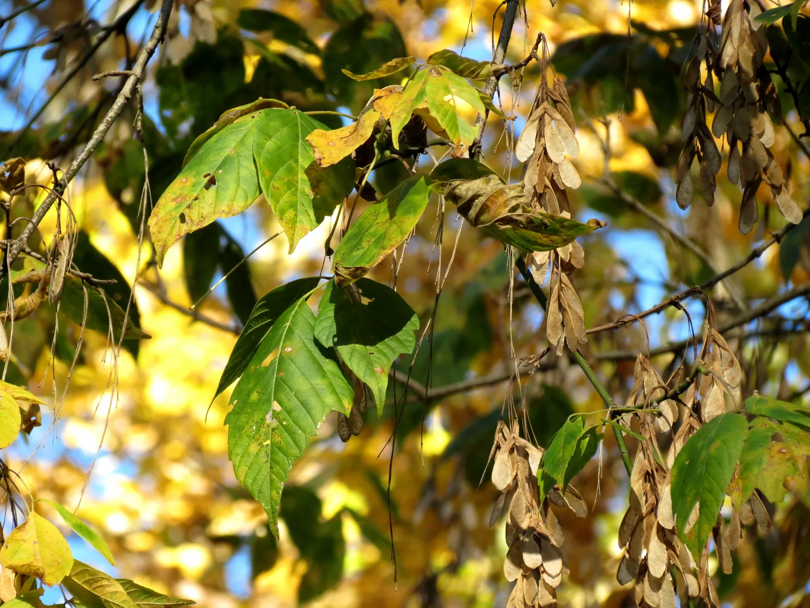 Box Elder (Acer Negundo) — The tree's growth rate is notably fast; tree for full or half