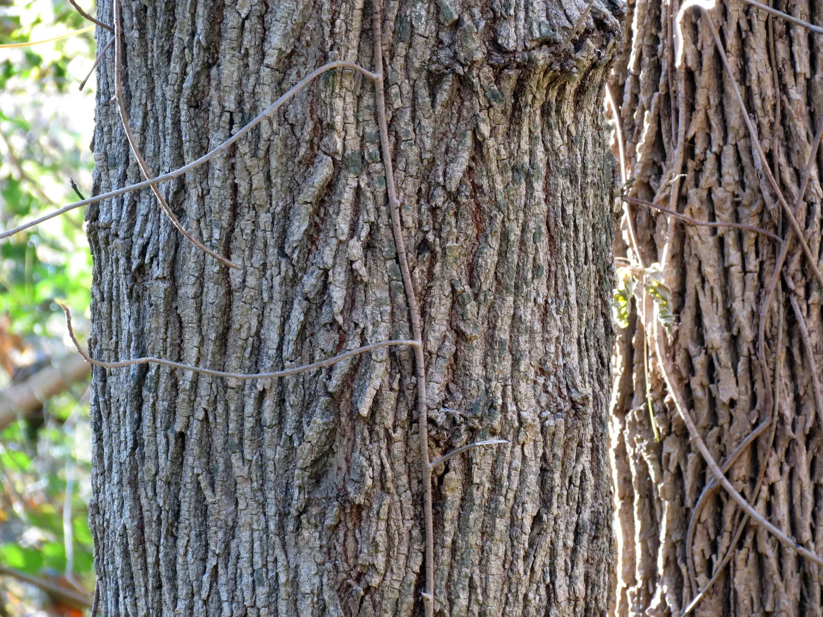 Box Elder (Acer Negundo) — Acer negundo, or Box Elder, is a fast-growing, deciduous maple reaching 30-50 ft