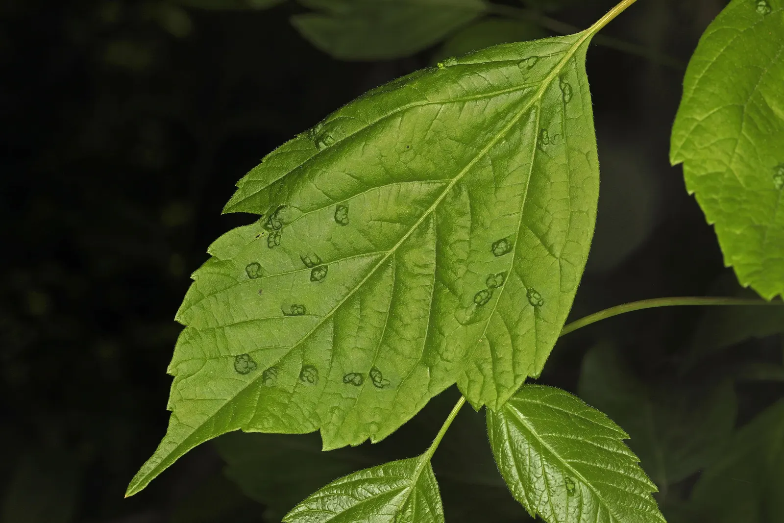 Box Elder (Acer Negundo) — tree for full or half; regular pruning may be necessary to maintain its structural integrity and aesthetic form, image 78