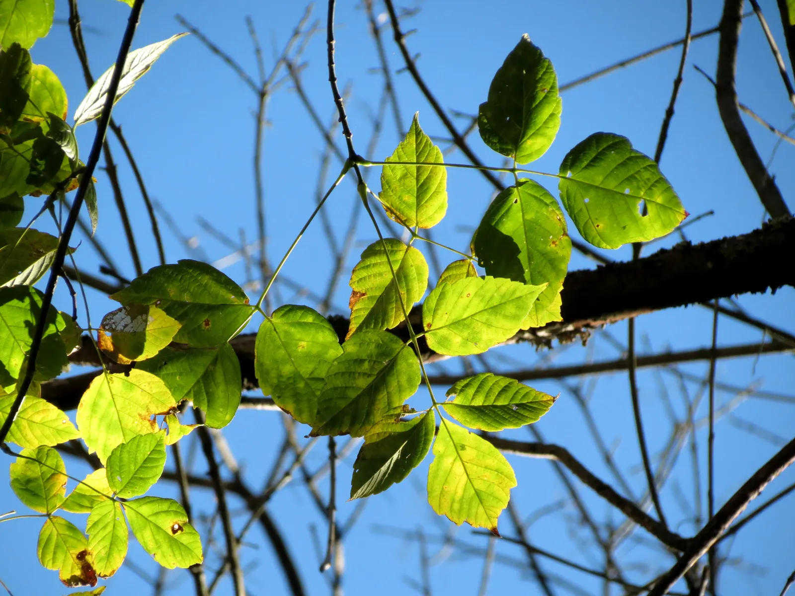 Box Elder (Acer Negundo) — and withstands urban pollution; it features pinnately compound leaves and is dioecious, with yellow-green flowers