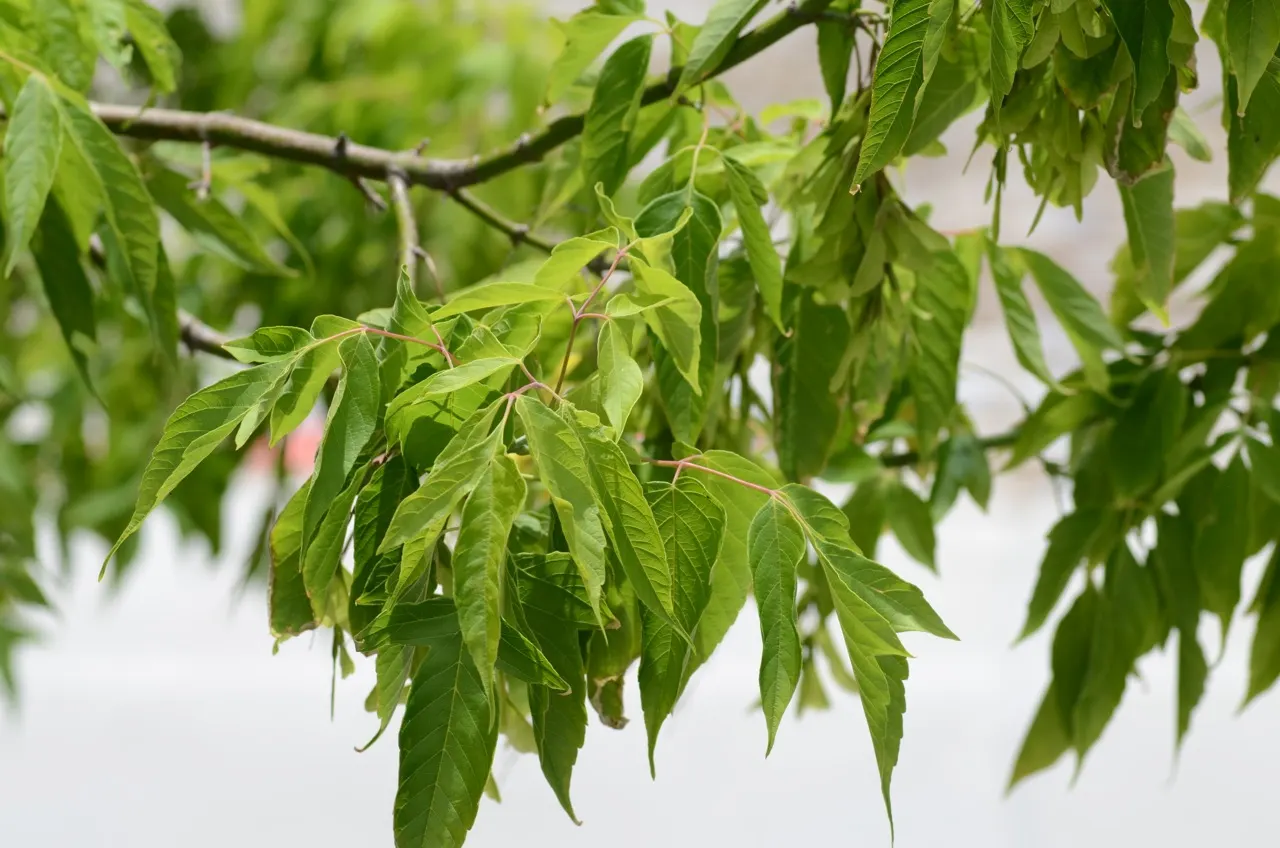 Box Elder (Acer Negundo) — it can reach a height ranging between 30 to 50 feet