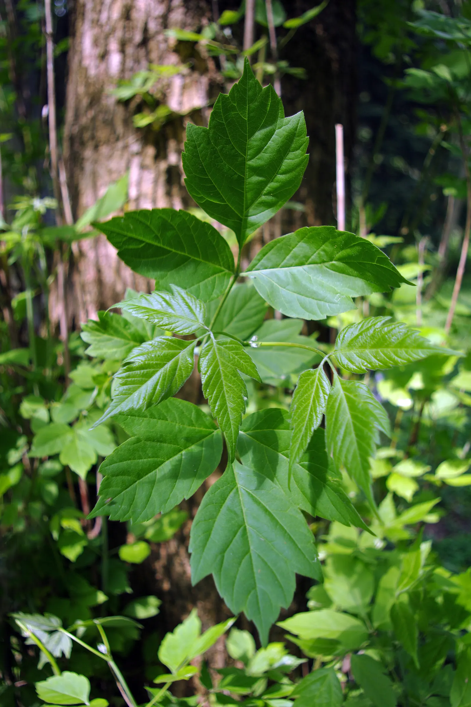 Box Elder (Acer Negundo) — the Box Elder occasionally acts as a host for the Box Elder bug