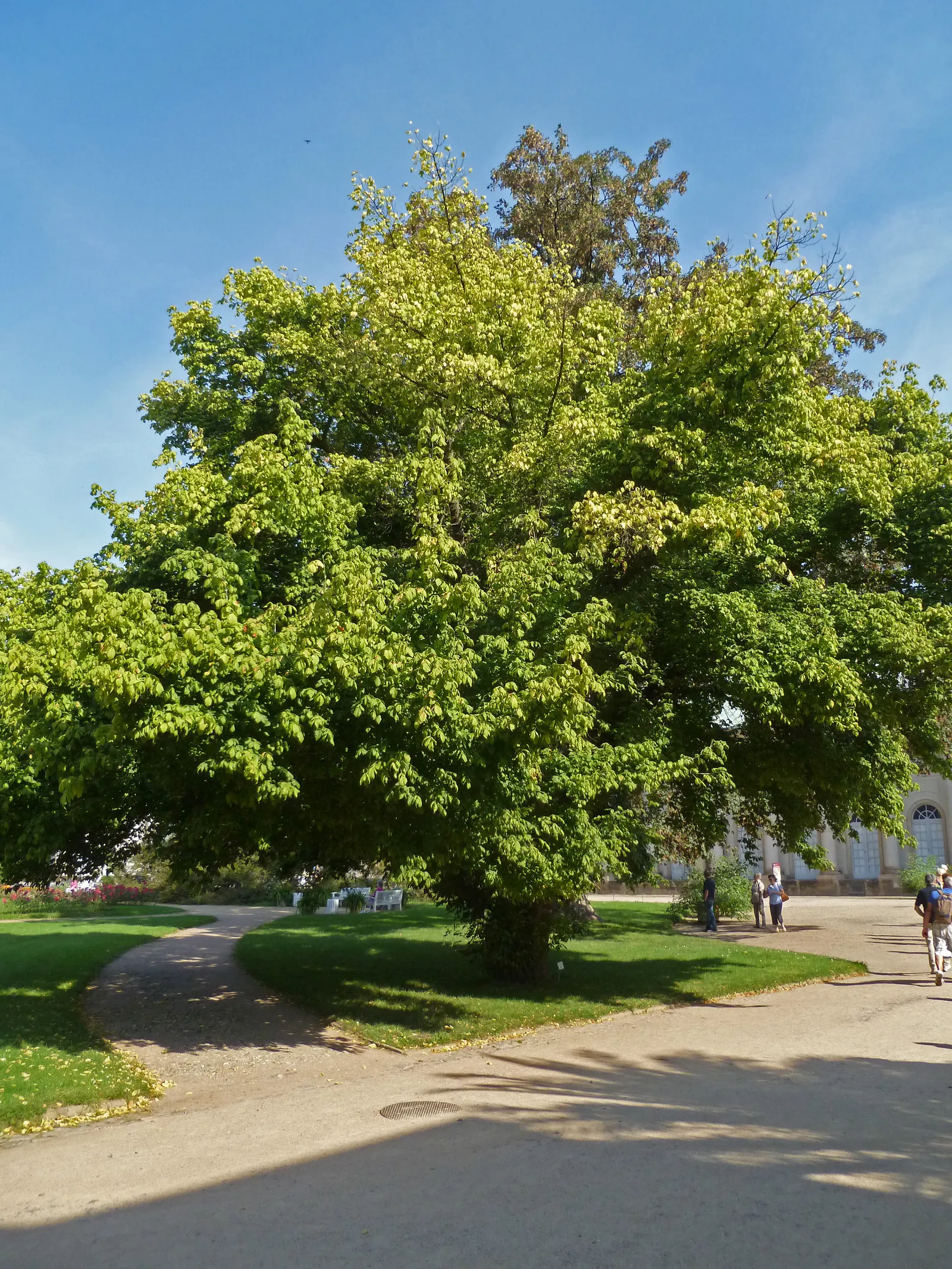 Box Elder (Acer Negundo) — the Box Elder flourishes in hardiness zones 2 to 9; the Box Elder occasionally acts as a host for the Box Elder bug