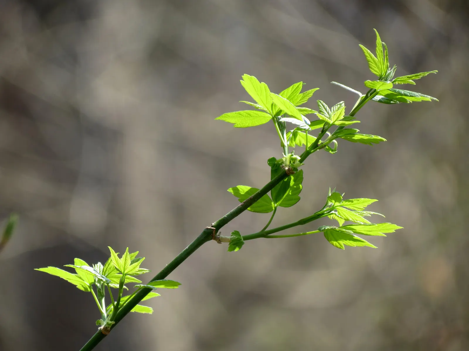 Box Elder (Acer Negundo) — with a spread of 20-40 ft; this tree is known for its pinnately compound leaves, image 80
