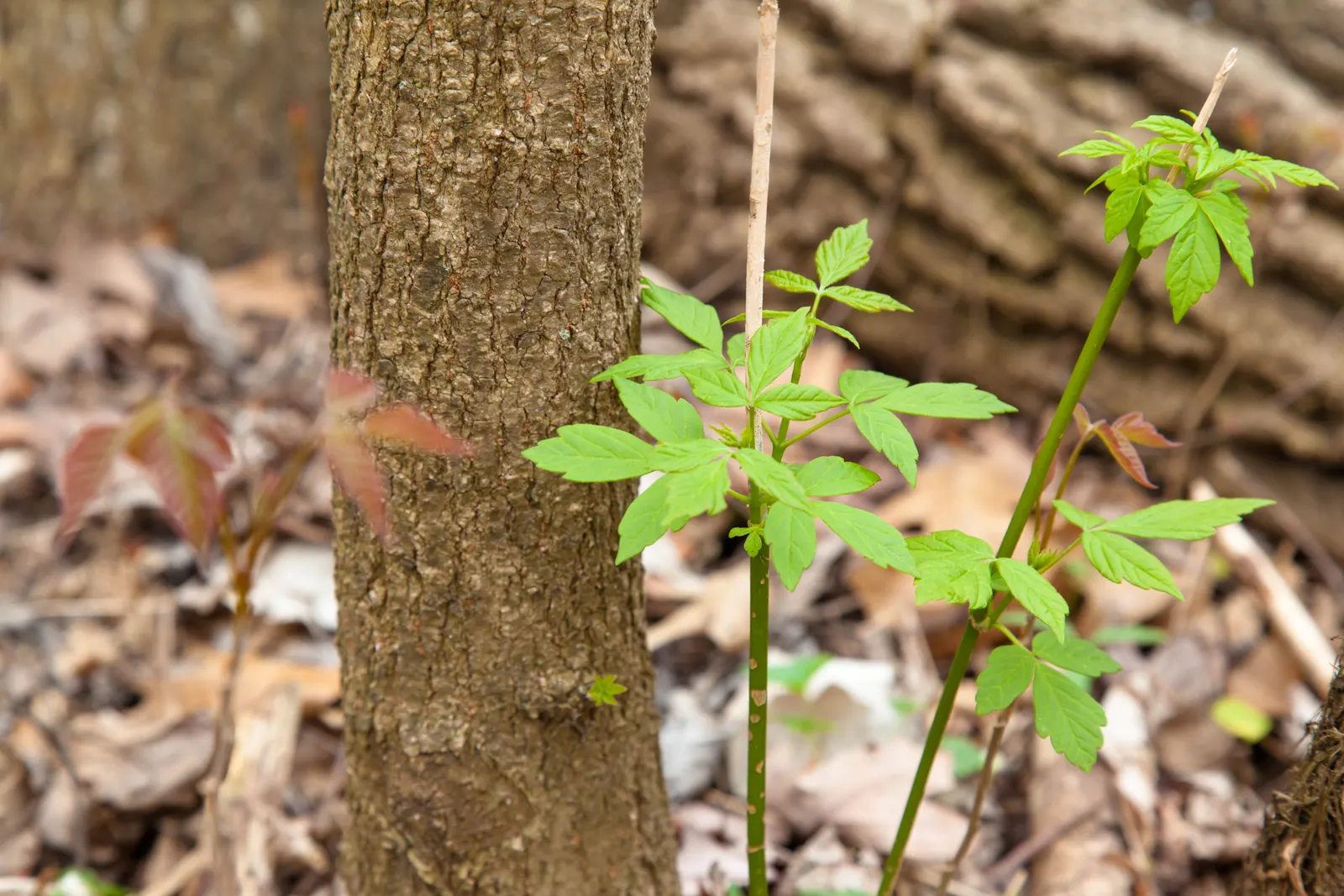 Box Elder (Acer Negundo) — it can reach a height ranging between 30 to 50 feet; stands as a deciduous tree offering a dynamic presence in any, image 87
