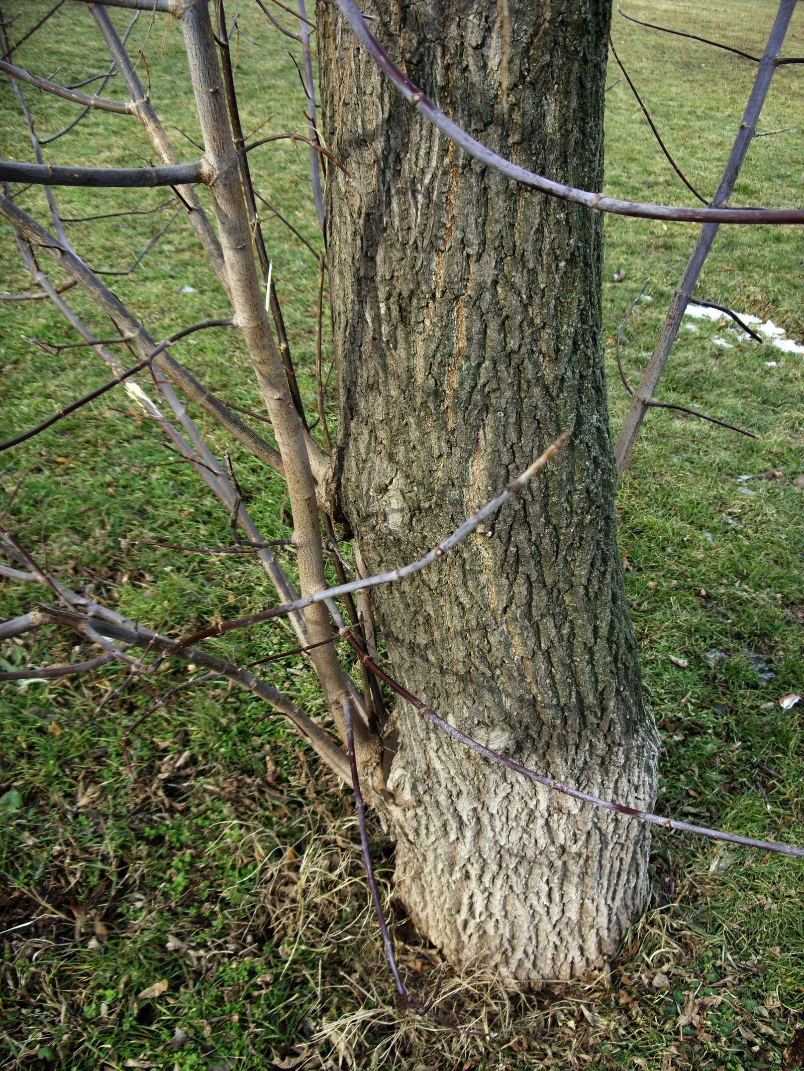 Box Elder (Acer Negundo) — the Box Elder flourishes in hardiness zones 2 to 9; the Box Elder occasionally acts as a host for the Box Elder bug, image 67