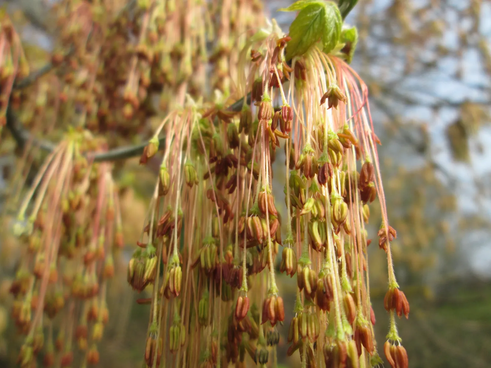 Box Elder (Acer Negundo) — a trait divergent from the typical palmate foliage of other maples; notorious for its adaptability, image 64