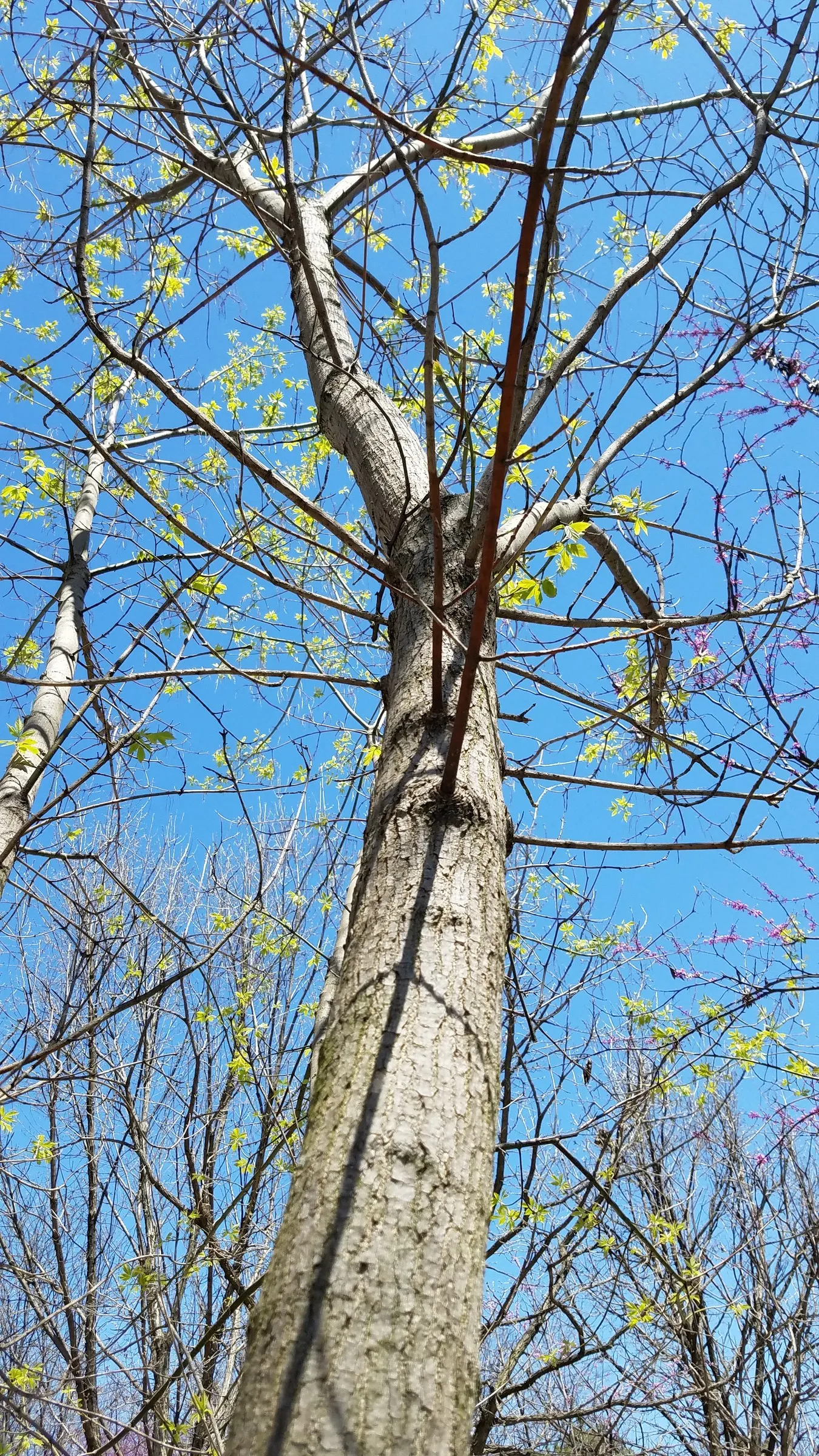 Box Elder (Acer Negundo) — Acer negundo, or Box Elder, is a fast-growing, deciduous maple reaching 30-50 ft; tolerates various soil conditions, image 53