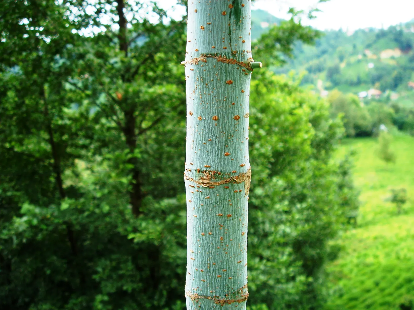 Box Elder (Acer Negundo) — and turn to a yellowish tone come fall.<br><br>Native to the central and eastern United States; it prefers full sun to, image 66
