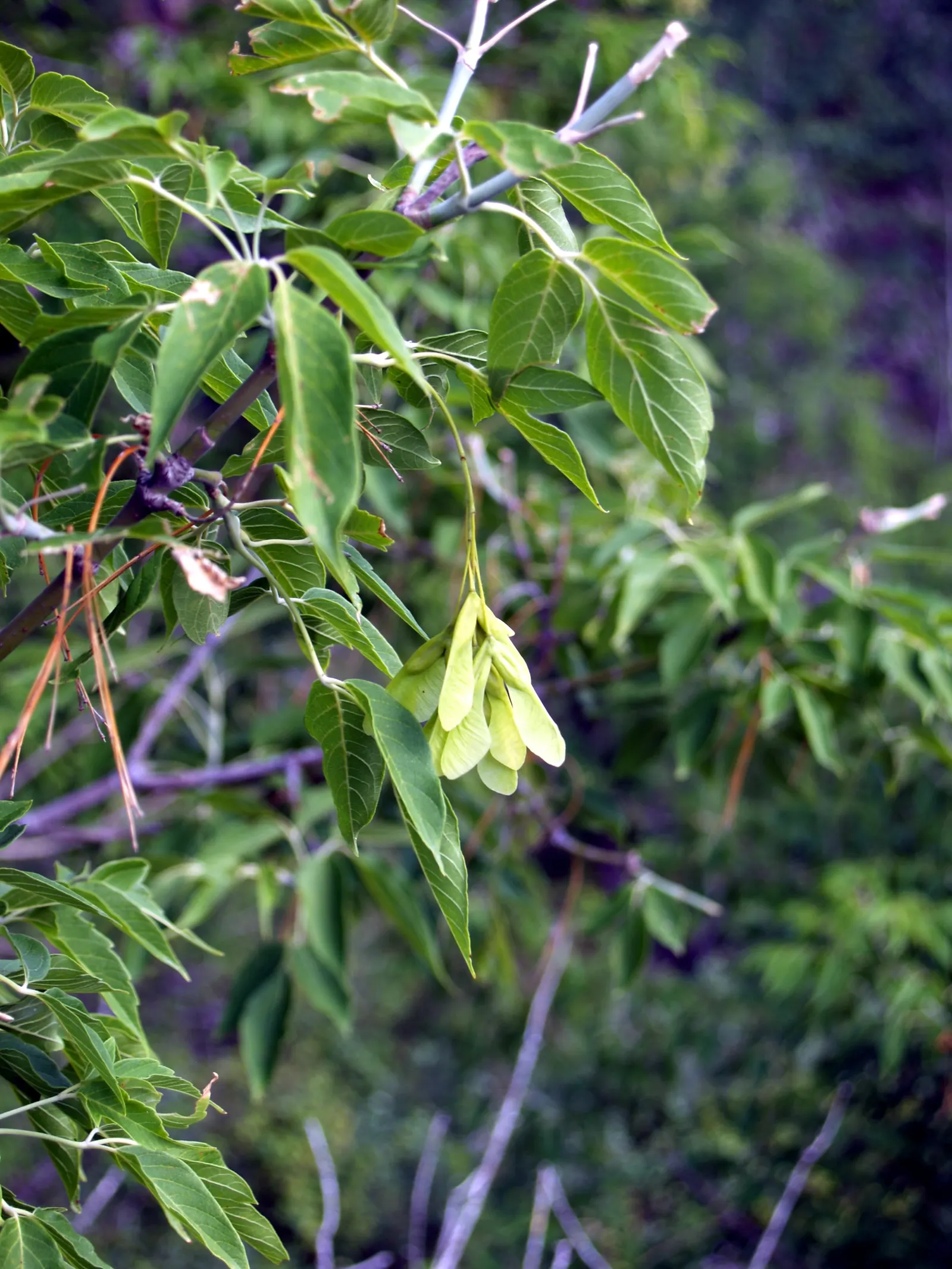 Box Elder (Acer Negundo) — which can become a nuisance though they cause little harm to the tree itself; demonstrating a high level of adaptability