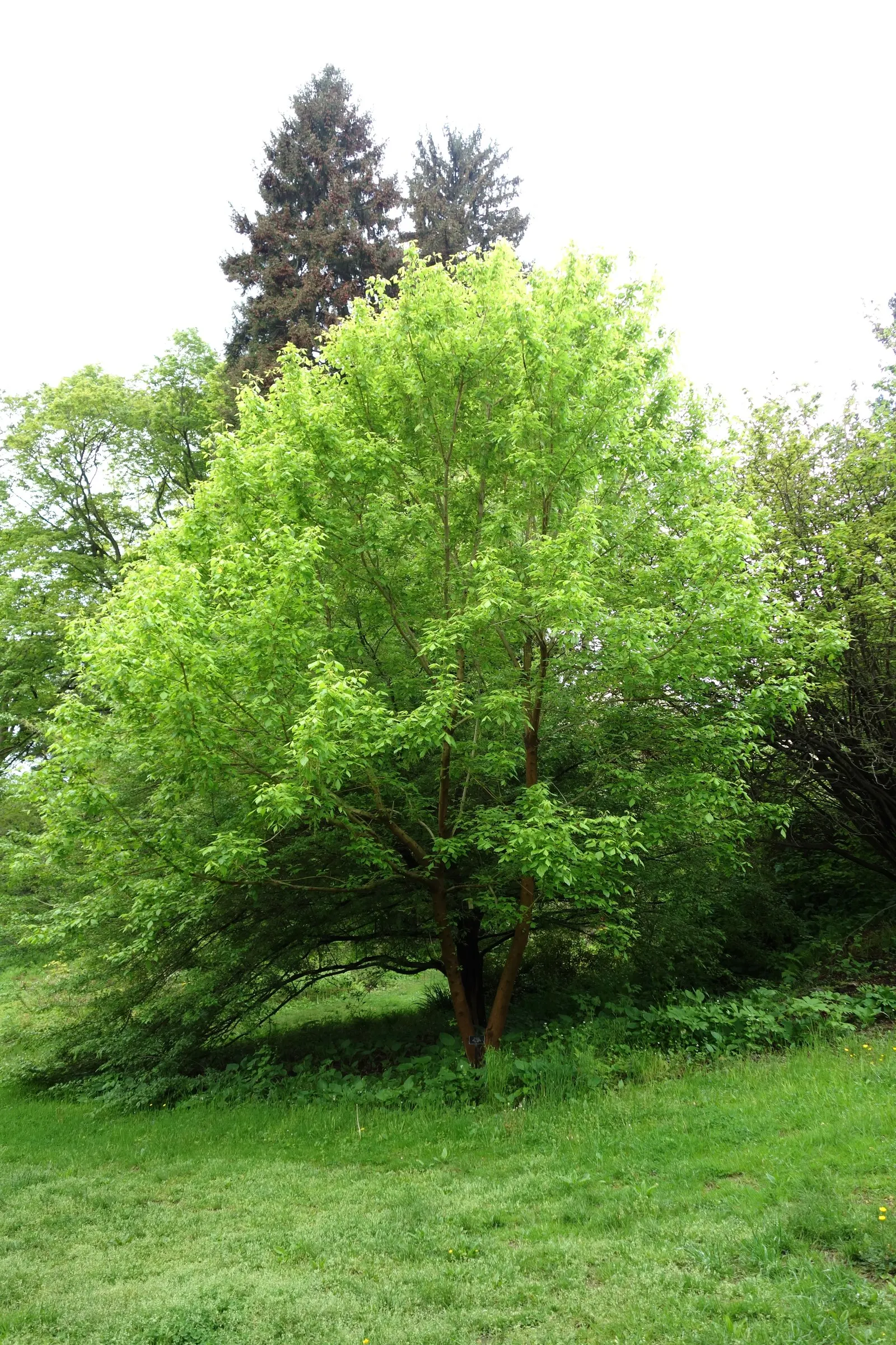 Box Elder (Acer Negundo) — Notorious for its adaptability; which makes it suitable for various landscape scenarios, image 55