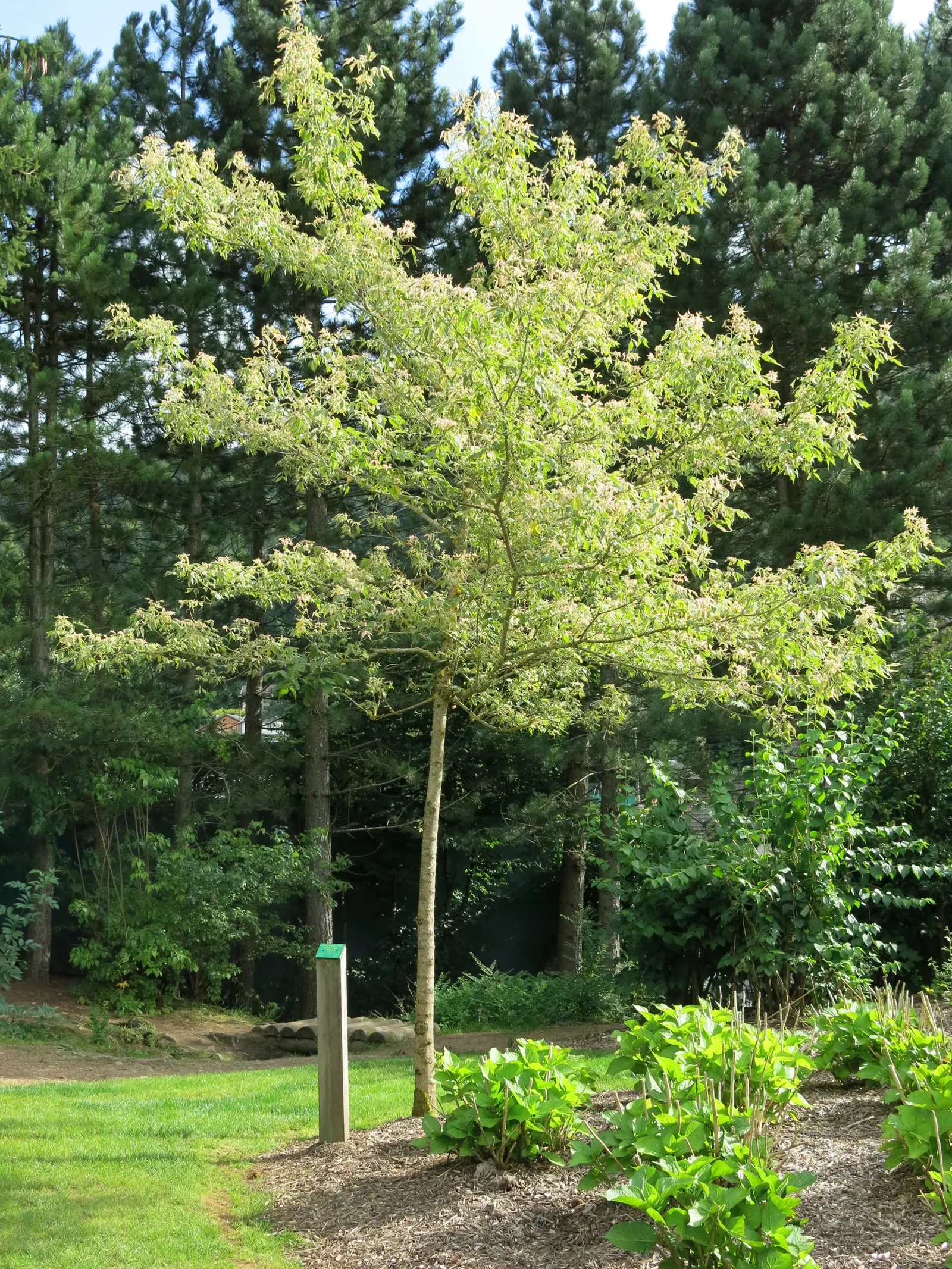 Box Elder (Acer Negundo) — and withstands urban pollution; it features pinnately compound leaves and is dioecious, with yellow-green flowers, image 57