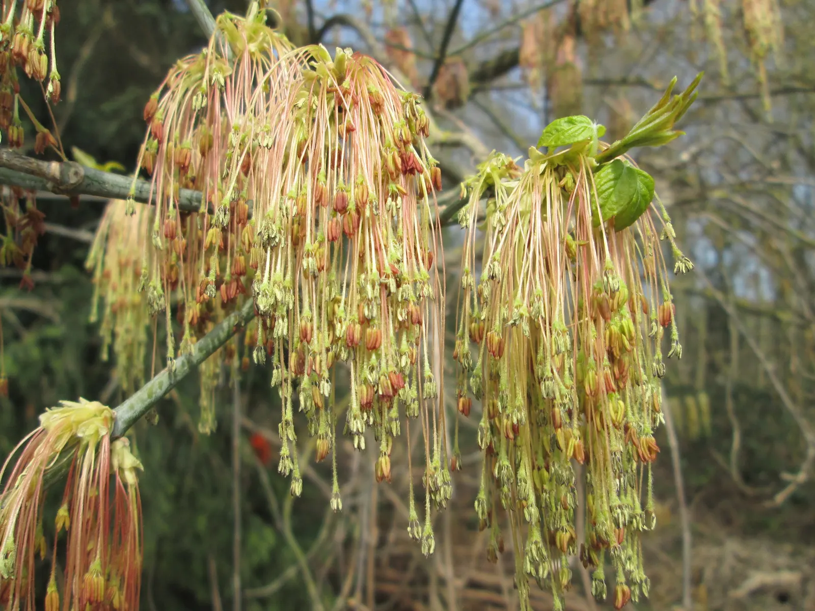 Box Elder (Acer Negundo) — stands as a deciduous tree offering a dynamic presence in any garden or landscape design; acer negundo, or Box Elder, is, image 60