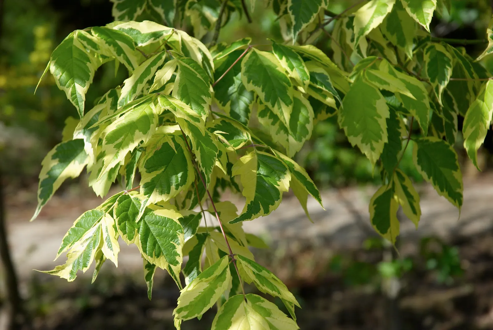 Box Elder (Acer Negundo) — it can reach a height ranging between 30 to 50 feet; stands as a deciduous tree offering a dynamic presence in any, image 61