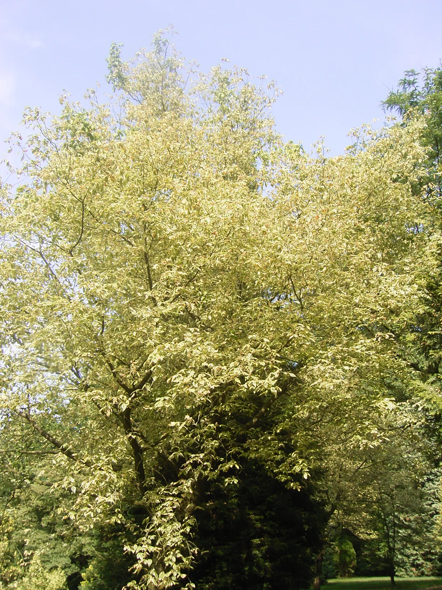 Box Elder (Acer Negundo) — scientifically named Acer negundo; often earning it a place in designs when rapid coverage or shade is, image 59