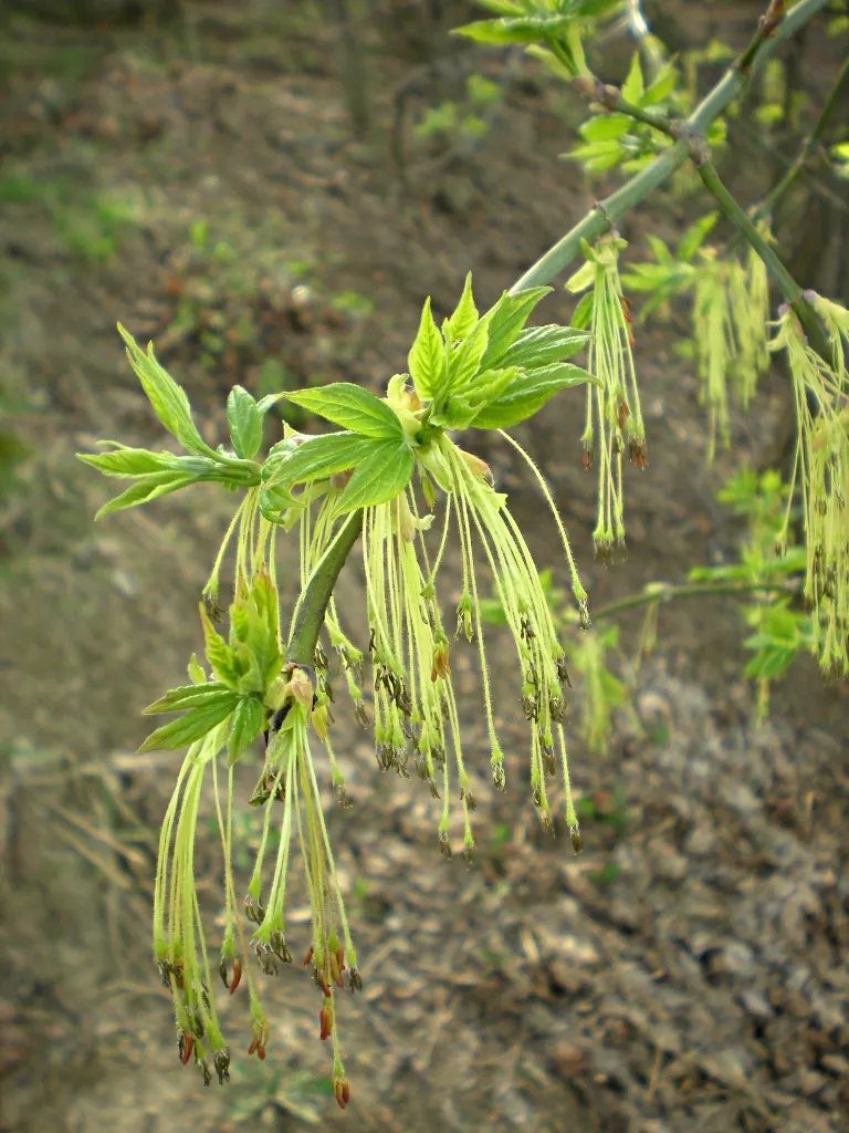 Box Elder (Acer Negundo) — The tree's growth rate is notably fast; tree for full or half, image 71