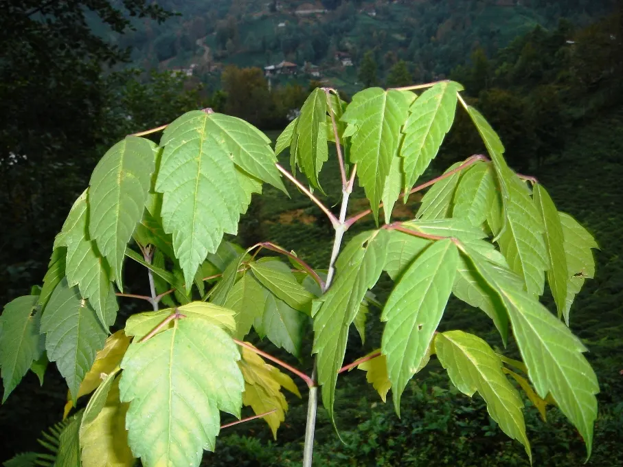 Box Elder (Acer Negundo) — It features pinnately compound leaves and is dioecious, with yellow-green flowers; consisting of 3-7 leaflets that, image 84