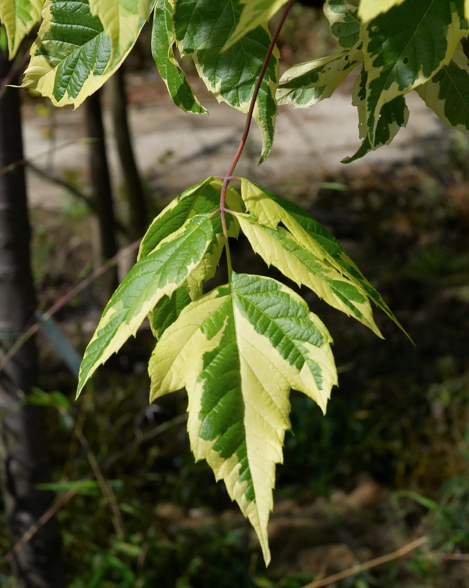 Box Elder (Acer Negundo) — with a similarly wide canopy spread lending it a stout and robust silhouette; the Box Elder flourishes in hardiness, image 62