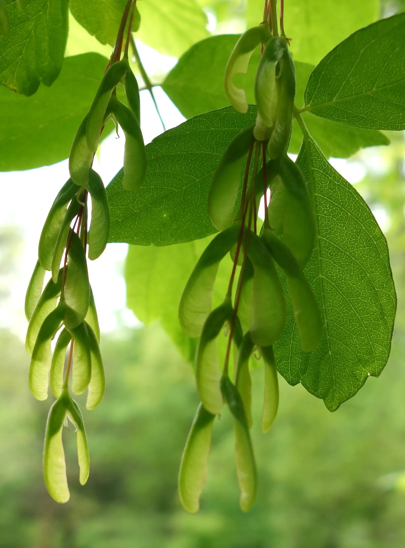 Box Elder (Acer Negundo) — tolerates various soil conditions; which can become a nuisance though they cause little harm to the tree itself, image 56