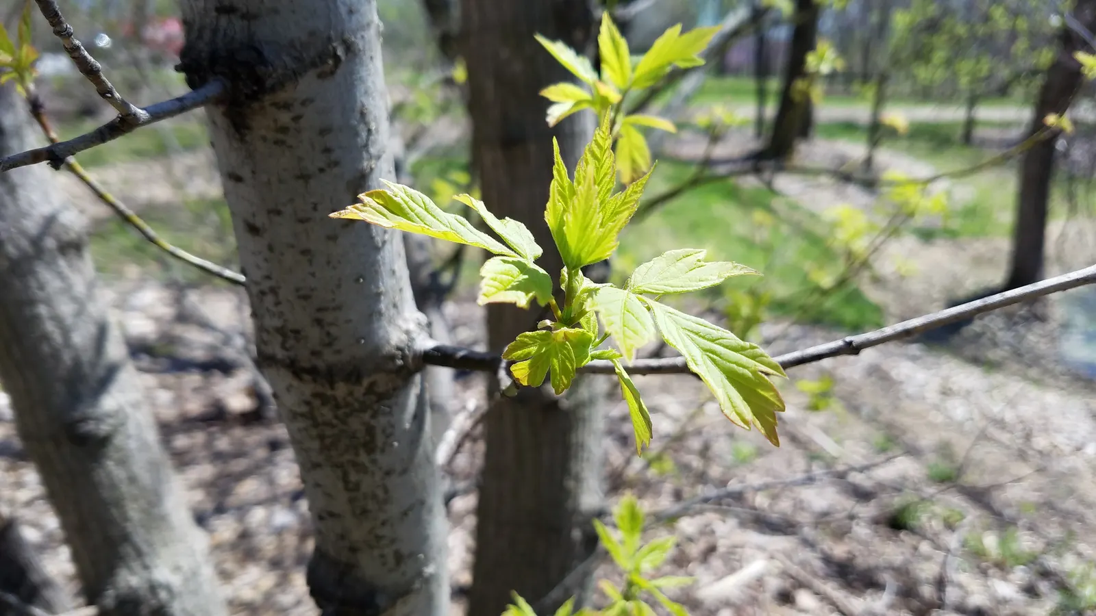 Box Elder (Acer Negundo) — the Box Elder occasionally acts as a host for the Box Elder bug; it can reach a height ranging between 30 to 50 feet