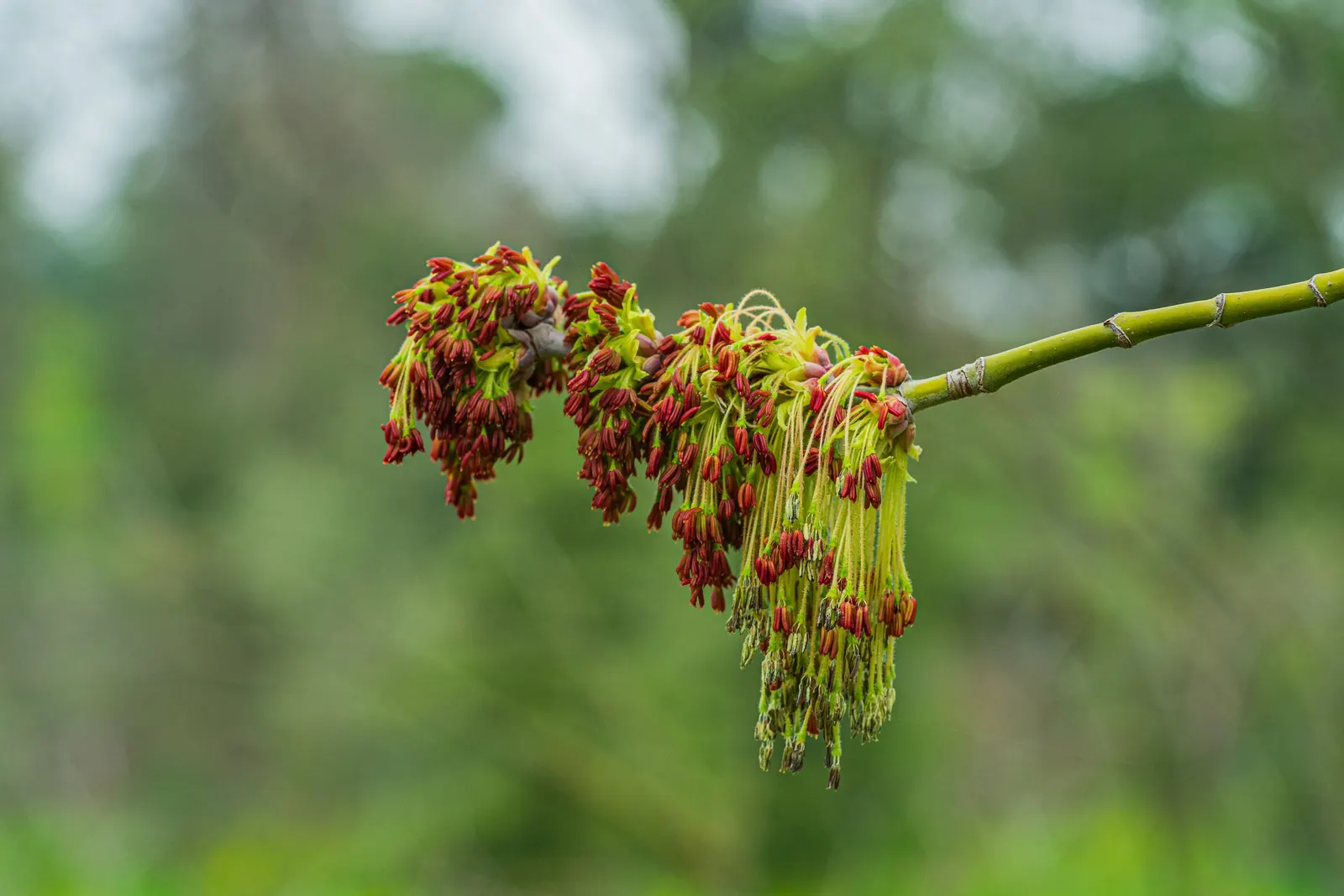 Box Elder (Acer Negundo) — tolerates various soil conditions; which can become a nuisance though they cause little harm to the tree itself, image 82