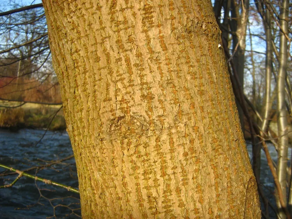 Box Elder (Acer Negundo) — This tree is known for its pinnately compound leaves; and it's susceptible to breakage from strong winds or heavy snow, image 63