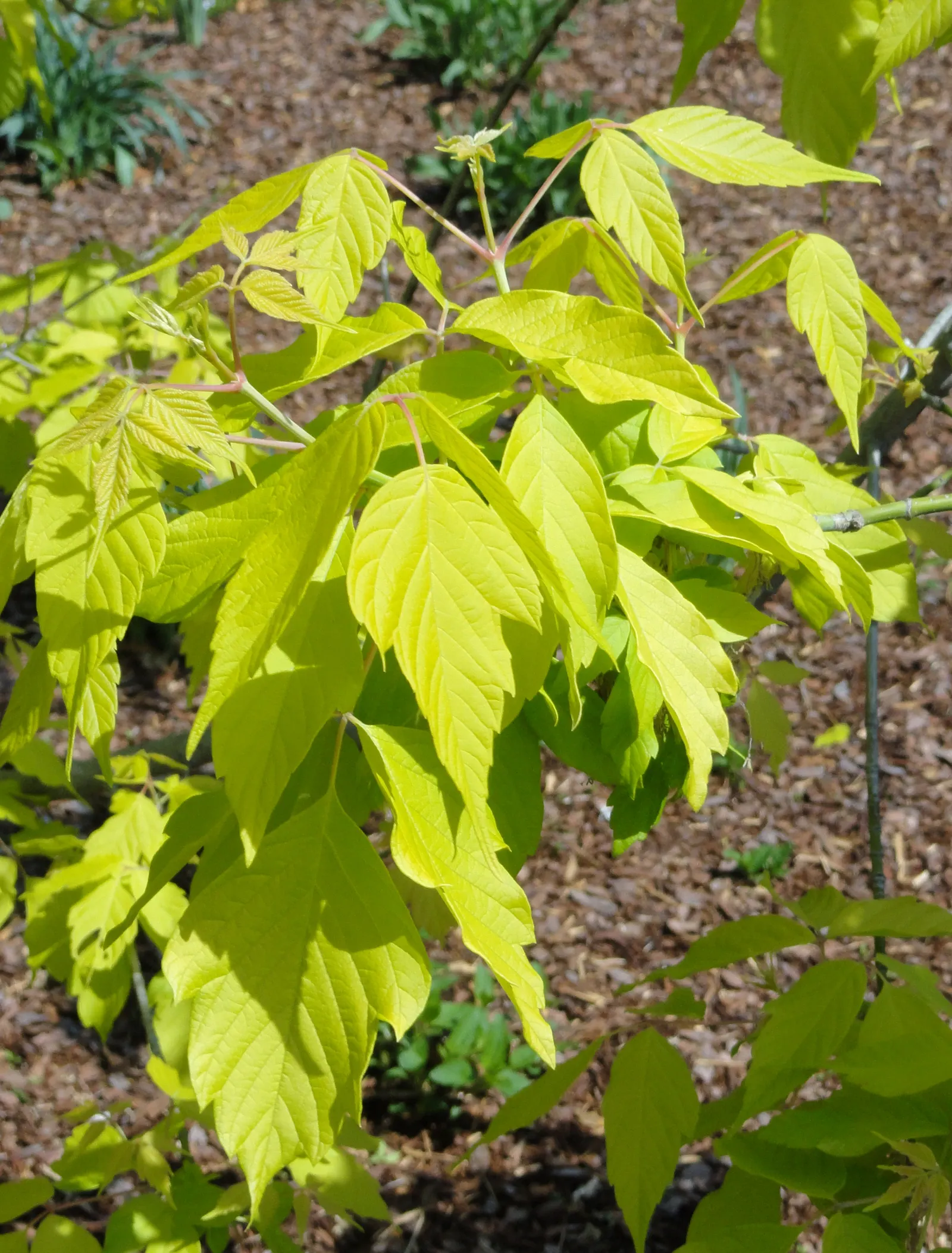 Box Elder (Acer Negundo) — tree for full or half; regular pruning may be necessary to maintain its structural integrity and aesthetic form