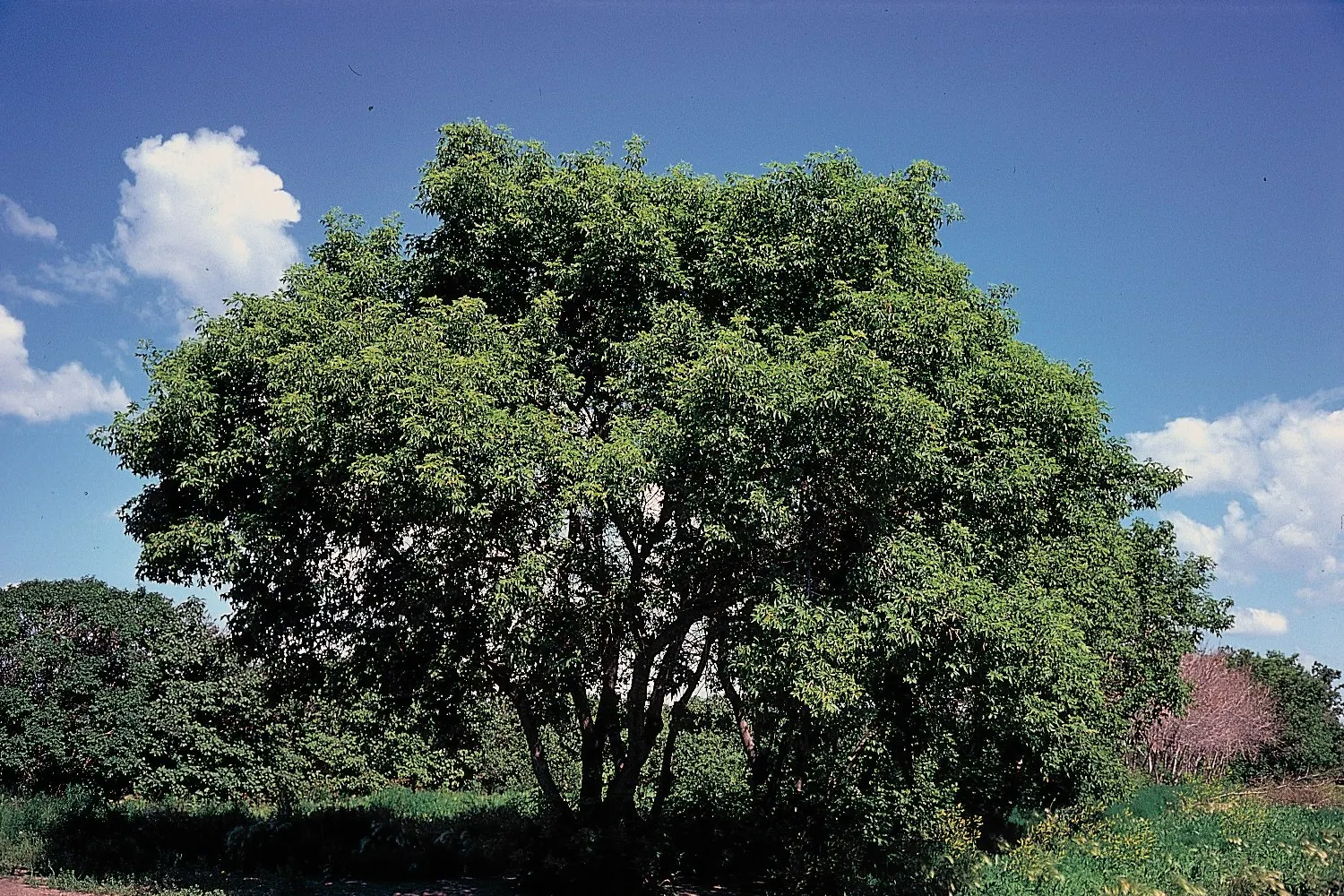 Box Elder (Acer Negundo) — which makes it suitable for various landscape scenarios; the tree's growth rate is notably fast, image 70