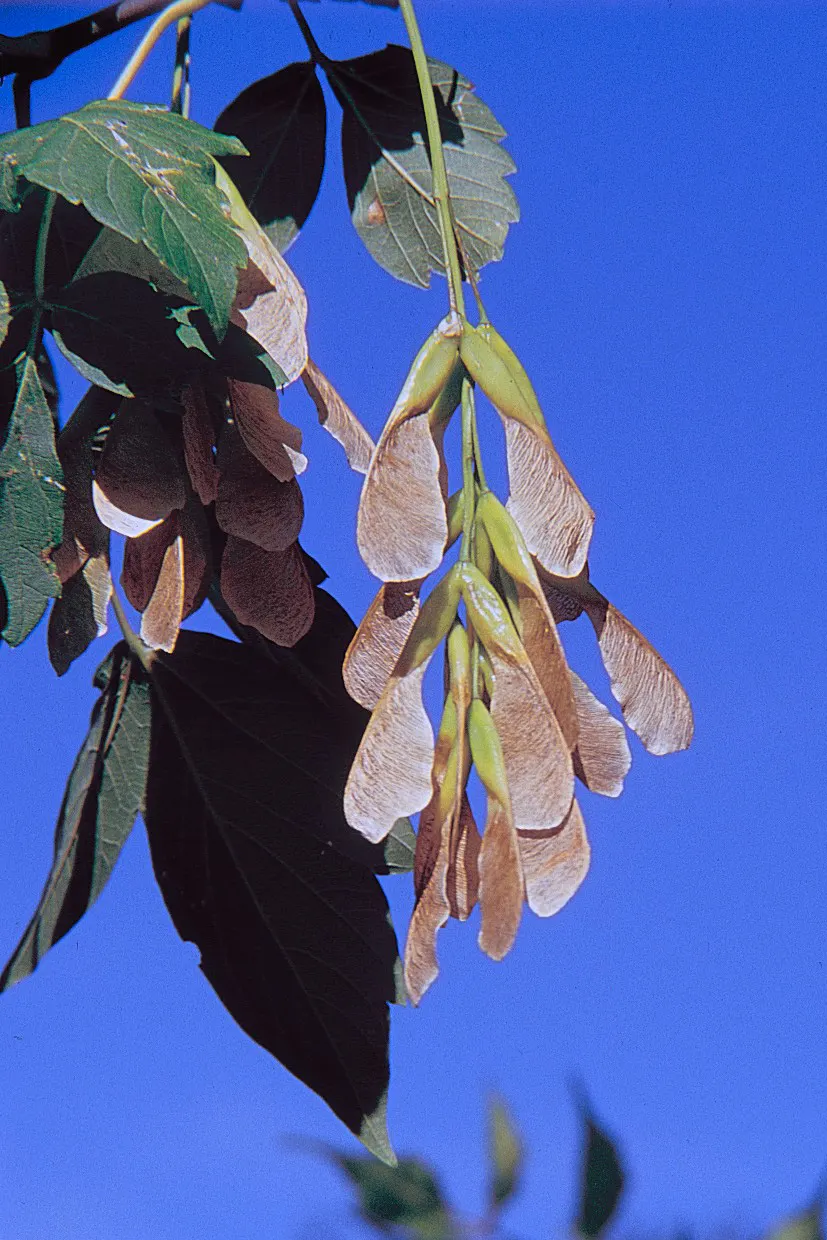 Box Elder (Acer Negundo) — Regular pruning may be necessary to maintain its structural integrity and aesthetic form; with a spread of 20-40 ft