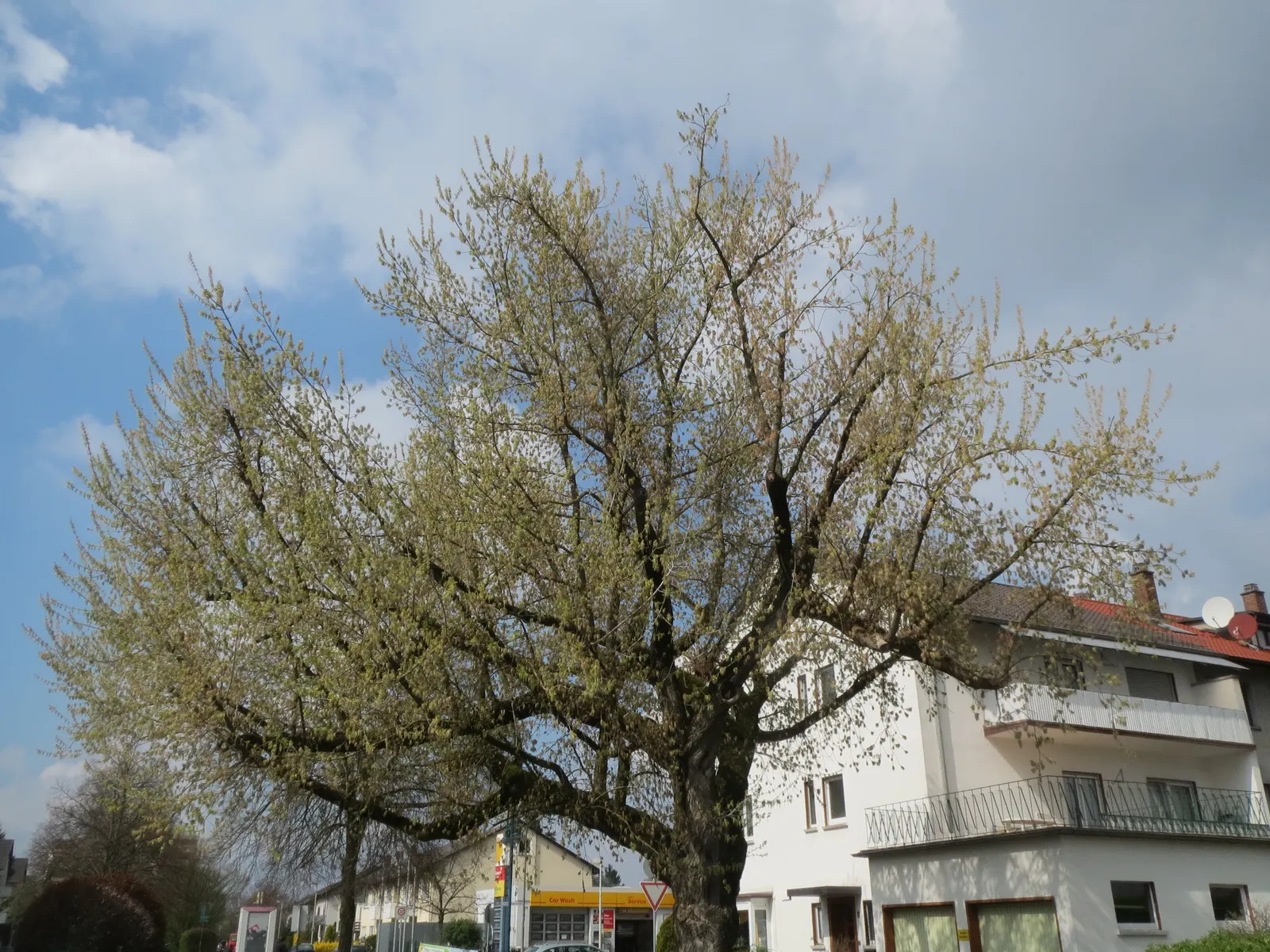 Box Elder (Acer Negundo) — be aware that the Box Elder can become weedy due to its prolific seed production; and turn to a yellowish tone come